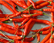 South Devon Chilli Farm Picture