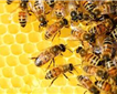 Blackbury Honey Farm Picture