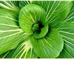 Shillingford Organics Picture