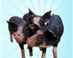 West Town Farm Meat Picture