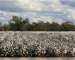 Greenfibres Eco Goods & Garments Picture