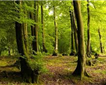 Devon's Landscape Fun Fact Picture