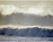 The Bay Surf Shop Picture