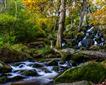 Becky Falls Picture