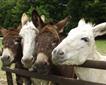 Tamar Valley Donkey Park & Sanctuary Picture