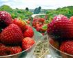 Shute Fruit and Produce Picture