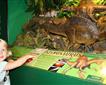 Torquay's Dinosaur World Picture