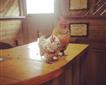 A Tried-and-True Visit to Paignton Zoo Picture