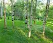Stone Lane Gardens Picture
