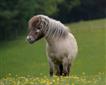 The Mare and Foal Sanctuary Picture