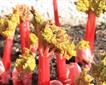 Rhubarb Jam with Ginger Picture
