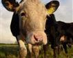 Oakcroft Farm Produce Picture