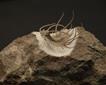 Dinosaurland Fossil Museum Picture