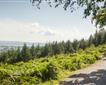 Haldon Forest Park Picture