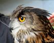 Totnes Rare Breeds Farm Picture