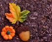 Autumn Events Picture