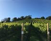 Old Walls Vineyard - Bistro & Luxury Lodges Picture