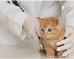 Princetown Drake Vets Picture