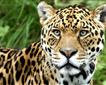 Dartmoor Zoological Park Picture