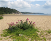 Strete Gate Beach Picture