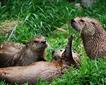 Dartmoor Otter & Butterfly Sanctuary Picture