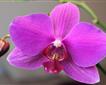 Orchid Paradise Picture